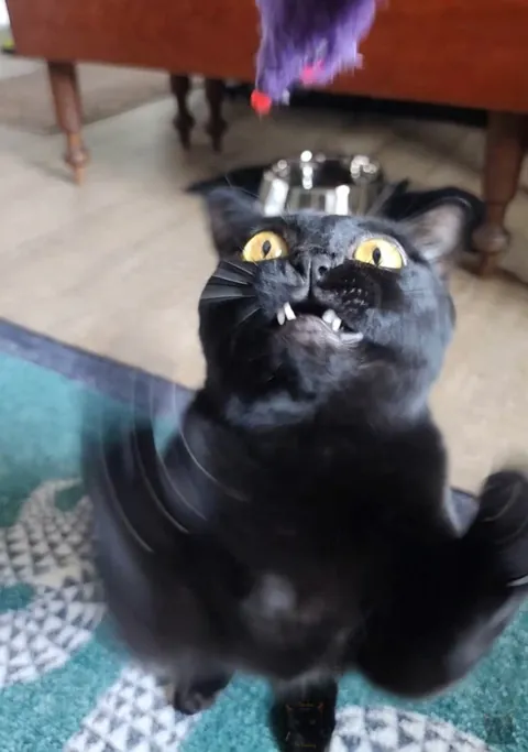 Zero self control 😹