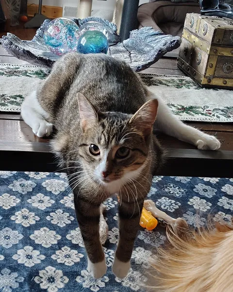 Ripley is 9 months old, seeing some orange show up around her ears!