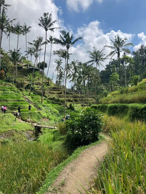 My favourite pics from 3 weeks backpacking through Indonesia last summer