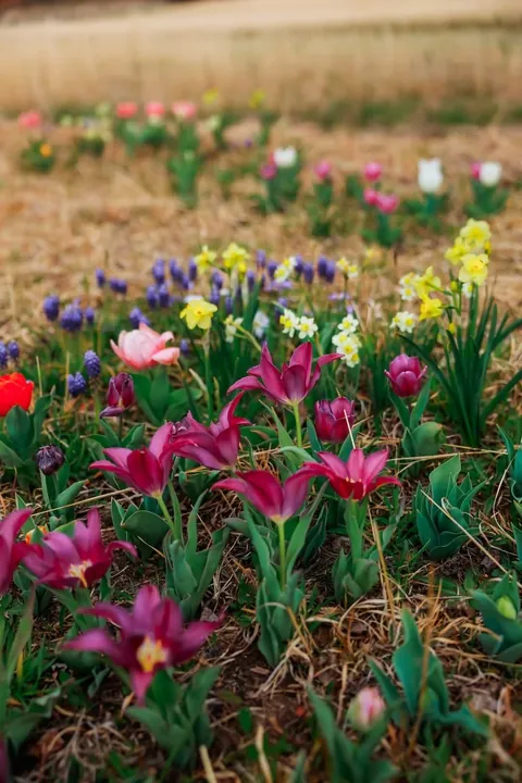 I planted 2000 bulbs this past winter and many are emerging.