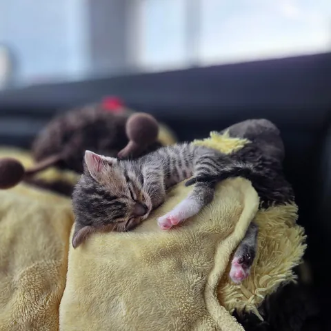 Photo dump of Chimney. The single kitten i found all alone.