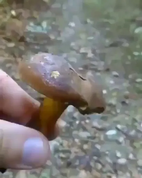 This mushroom turns blue when broken and exposed to air