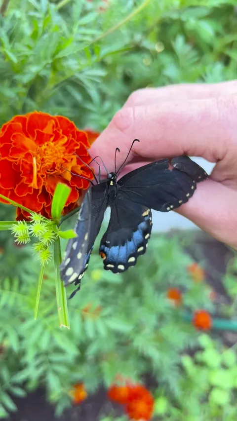 Found an injured butterfly in my yard moved him to my Marigold’s