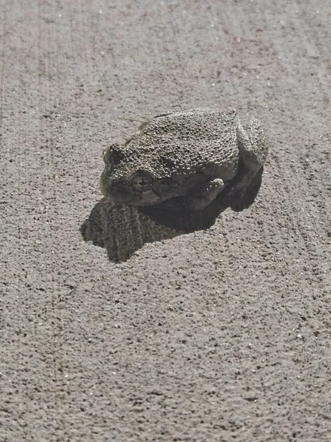 This Camouflaged Frog I Found