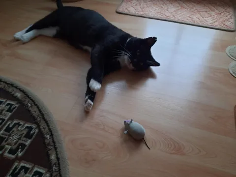 This stray cat came into our lives two months ago