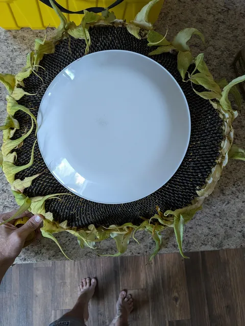 I cut off my mammoth sunflower head today. I think it was as big as it was going to get.