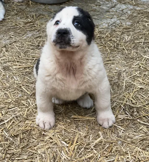 My little Alabai is guarding already! 2 months old!