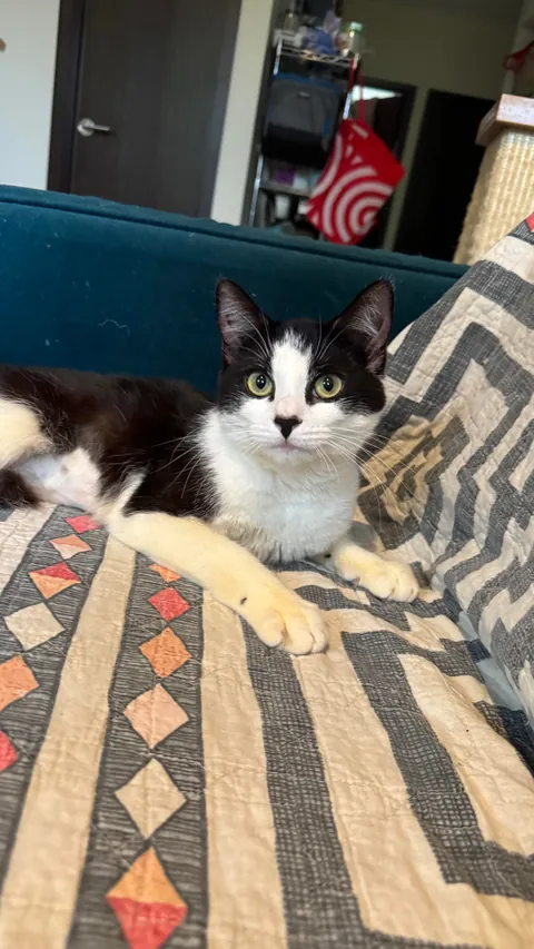 Final plea to help find Legacy, special needs cat, a home