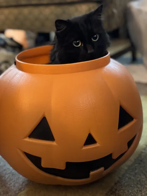 Salem is ready for spooky season!