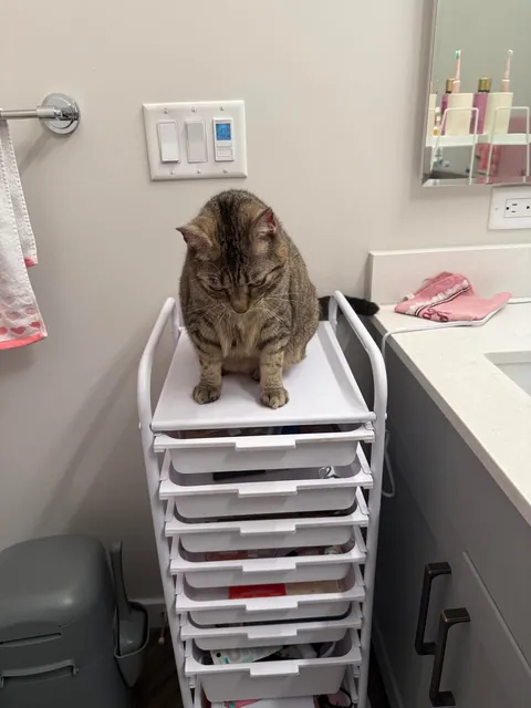 Does anyone else’s cat have a spot in the house that turns them into a total demon