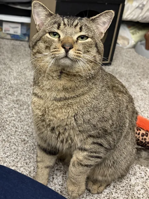 Adopted this cute boy today