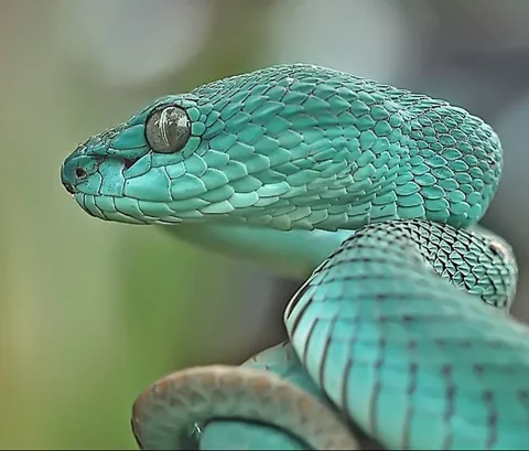 Turquoise Viper With Striking Eyes