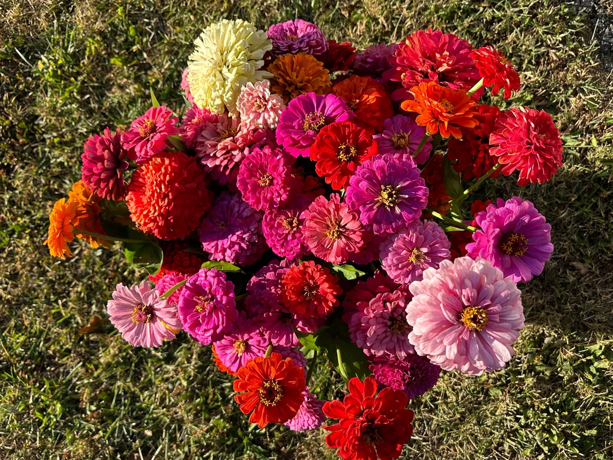 Zinnias :)