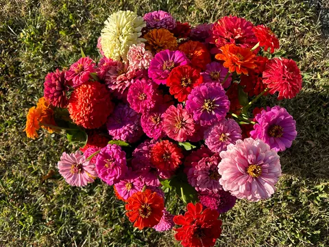 Zinnias :)