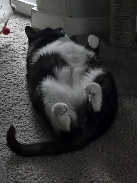 I told my cat that he needs to go to school or get a job, this was his reaction.