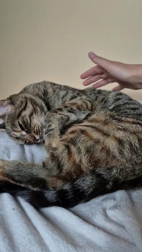 Those slow blink mean "I love you", right? 🥰