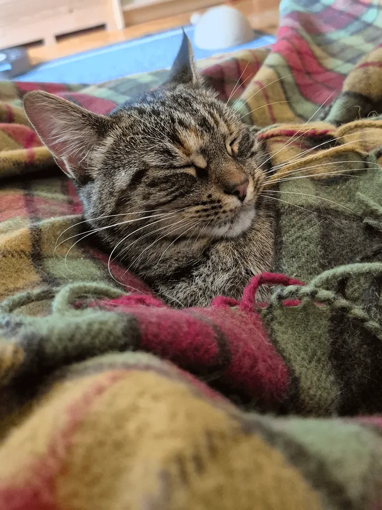 It's getting colder so I started tucking Miso in. At first she was a bit confused but now she really enjoys it 😊