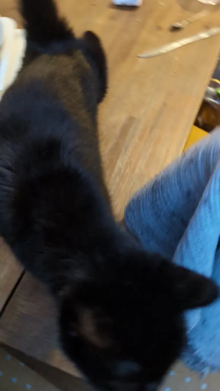 My cat hates treats, and LOVES CAULIFLOWER??? IM LOSING IT