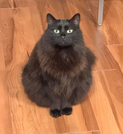 Why is she built like a Hershey’s Kiss 🥹😭