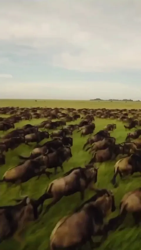 🔥the Great Wildebeest Migration