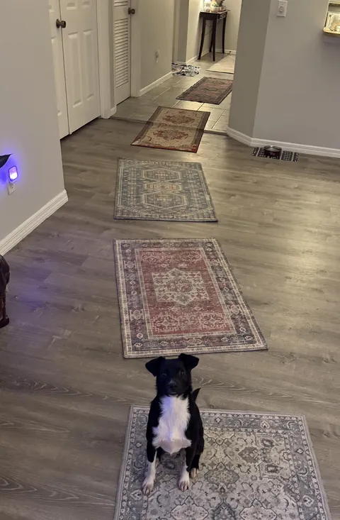 We are an anti-sliding dog establishment ⚠️