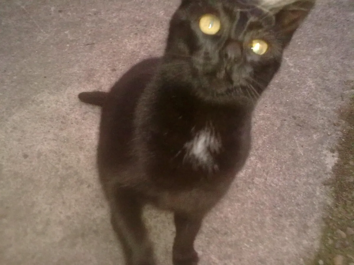 The Many Moods of Lola