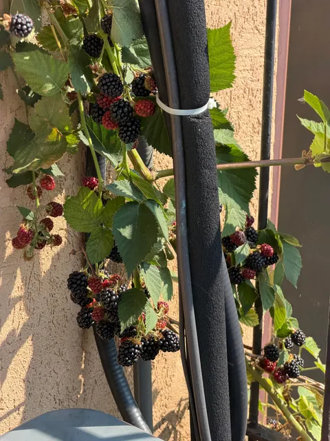 3.5 pounds of wild blackberries from my backyard!!! I just LOVE that bush so much. I do absolutely nothing, and it gifts me with beautiful, wonderfully grown fruit every year.