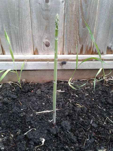 Single triumphant asparagus