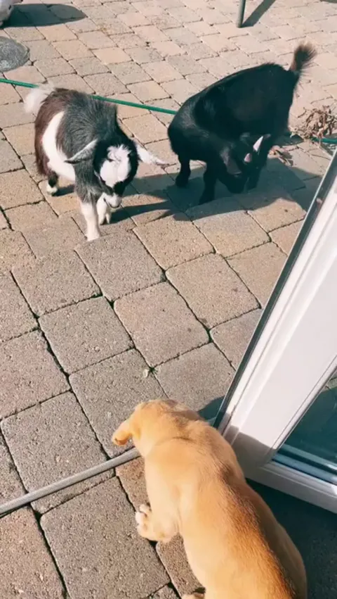 Everyone's gangsta until the bulldog shows