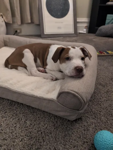 This is Ginger. She wants to say Hi.