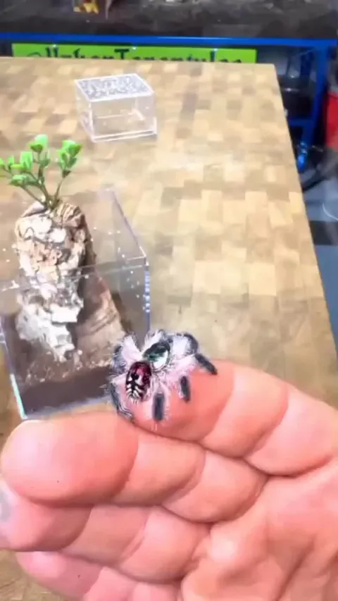 🔥 𝘛𝘺𝘱𝘩𝘰𝘤𝘩𝘭𝘢𝘦𝘯𝘢 𝘴𝘦𝘭𝘢𝘥𝘰𝘯𝘪𝘢, the brazilian jewel tarantula 𖢥