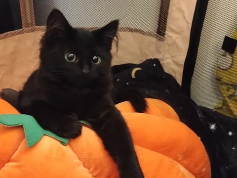 Smol spooky baby 🎃