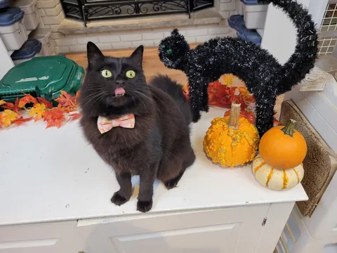 What breed is my cat?