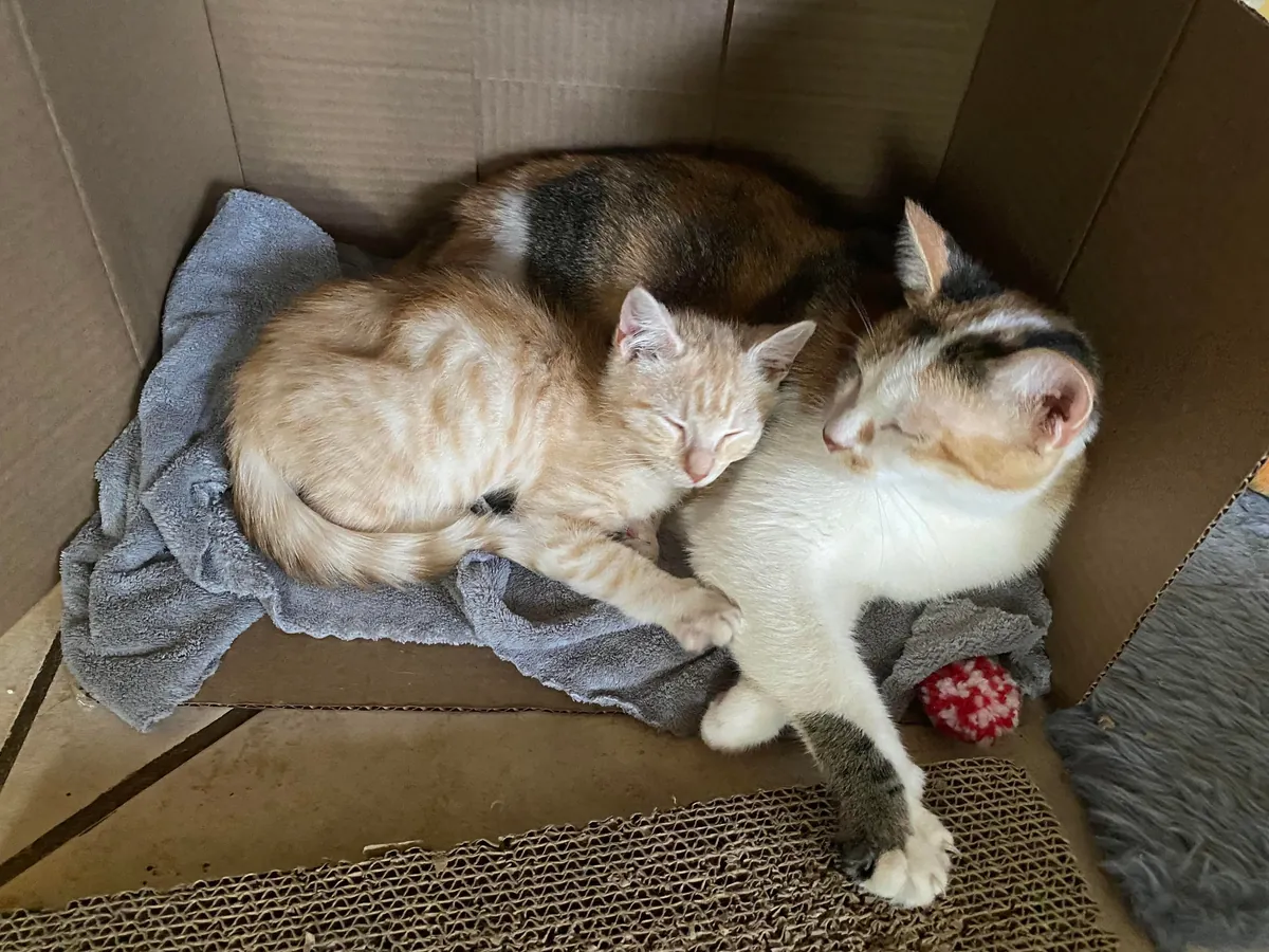 I can’t explain how happy it makes me that my girl took to the kitten we adopted so well !