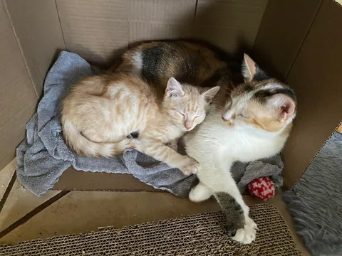 I can’t explain how happy it makes me that my girl took to the kitten we adopted so well !