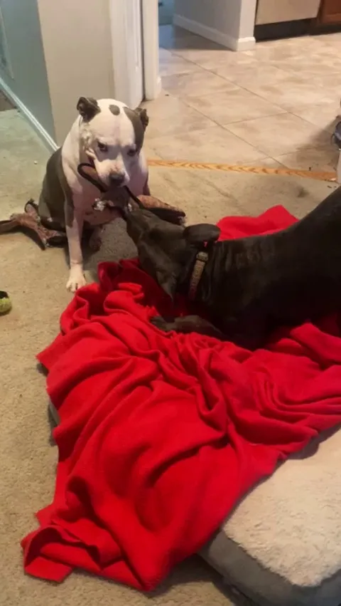 My girl (left) playing with another dog for the first time after recovering from extreme fear of dogs.