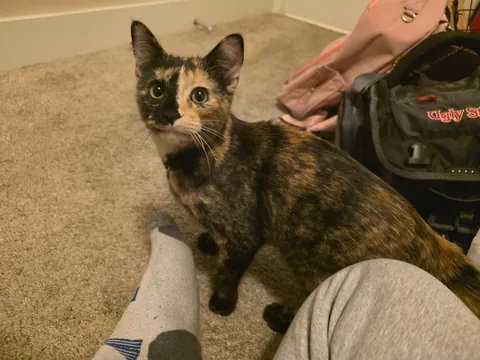 Neighbors kitten decided to run away to my house to say hi 😎