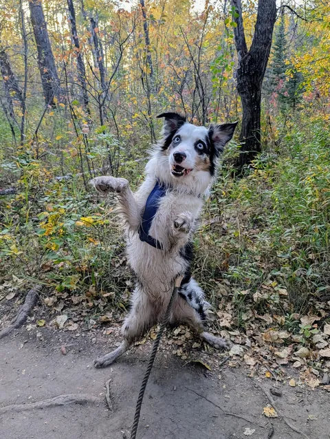 Here are some pictures I took of Milo today! We had a lovely autumn hike.