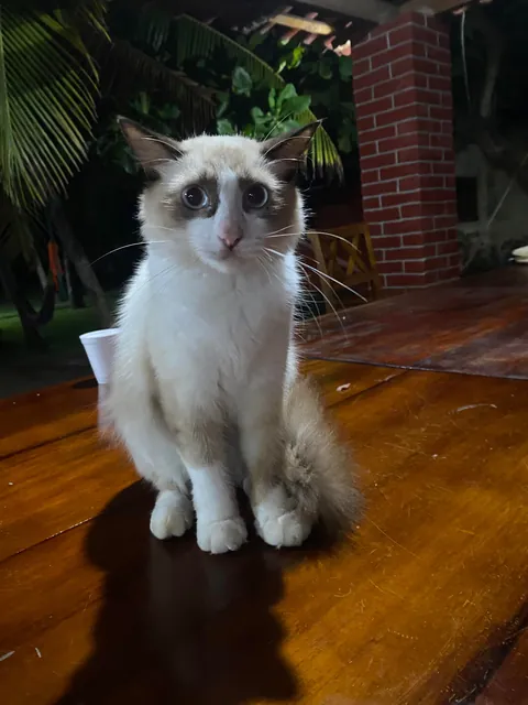 Met this little fella at the ranch we rented with the family last vacation. He had the most expressive eyes I’ve ever seen on a cat!