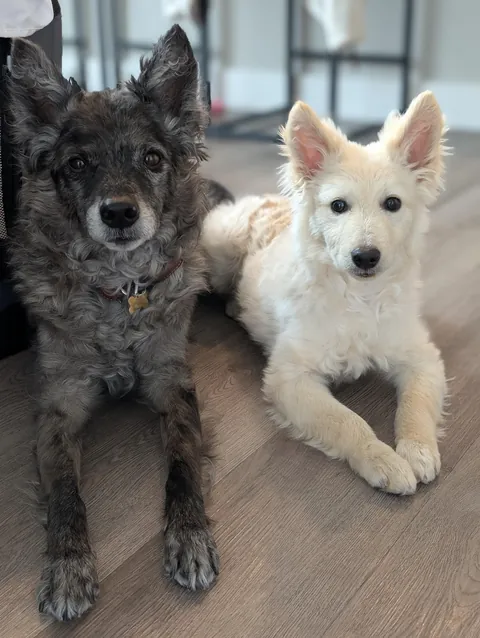 Zuko helping Maisie practice "stay (for photo op)"