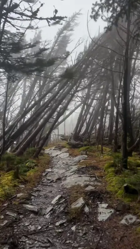 🔥 🤯 Hiker Encounters 80mph winds ripping trees from the ground on Mt. Laconte