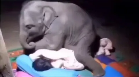 Baby elephant trying to sleep with it's keeper. 