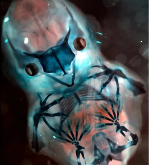 Bat embryo with the cartilage stained blue