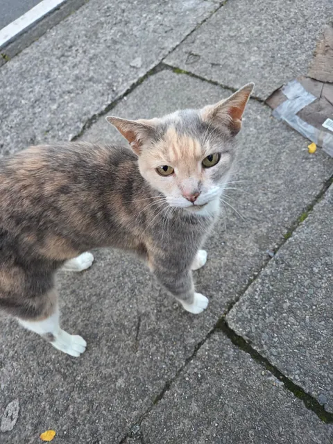 saw this beautiful lady on my way home from work 💖