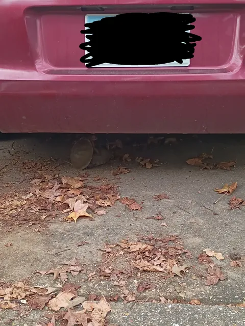 Found a couple turtles banging under the car