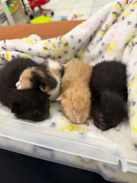 I have been chosen by the cat distribution system😭.