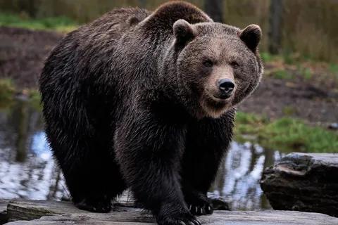 Guys. What would be more frightening for you? To be in a room with a creepy creature (werewolf Seth for example) or a bear