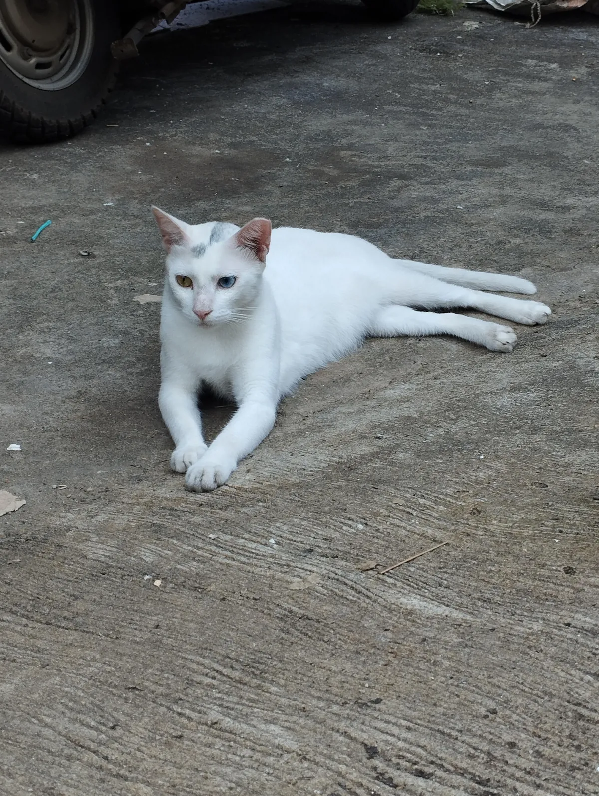 Saw these two fine gentlemen today. The blue and green eyed is a white chimera.