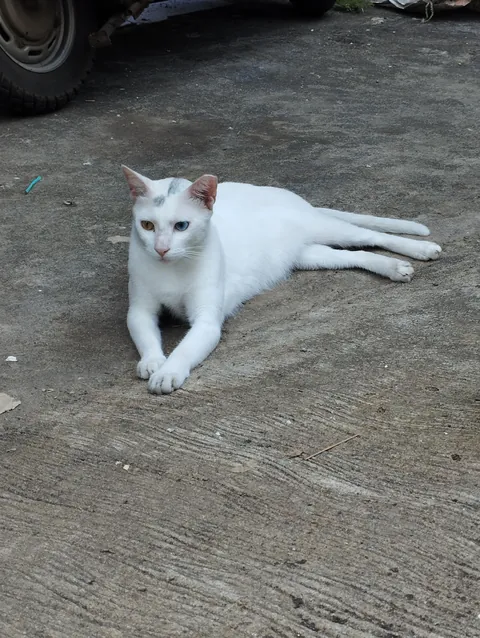 Saw these two fine gentlemen today. The blue and green eyed is a white chimera.