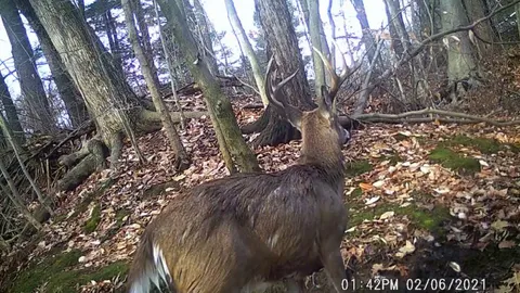 Trail camera video of an eight-point buck shedding his antlers.
